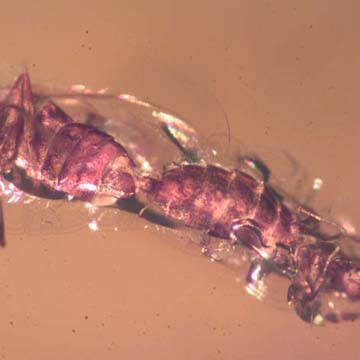 Rare Mating Black Scavenger Fly And Opening Seed Pod In Dominican Amber