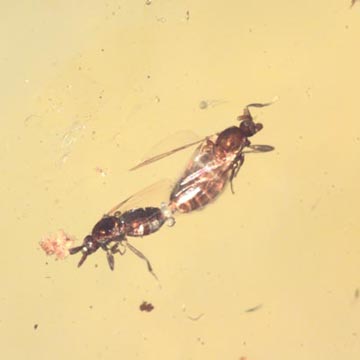 Rare Mating Scavenger Fly And Beeetle In Dominican Amber