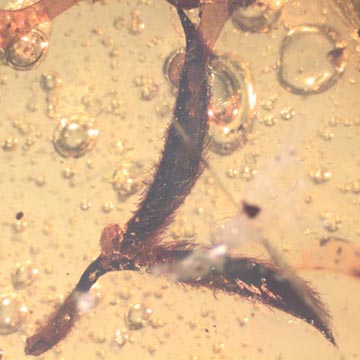 Rare Microcosm, Dicotyledon, Very Large Stem, Scelionid Wasp, Two Plant Bugs, Leafhopper, Elongate Springtail And Leaf In Dominican Amber Rare Microcosm, Dicotyledon, Very Large Stem, Scelionid Wasp, Two Plant Bugs, Leafhopper, Elongate Springtail And Leaf In Dominican Amber