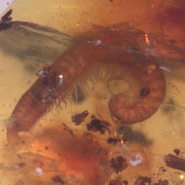 Rare Millipede, Eggs, Elongate Sprintail And Mite In Dominican Amber Rare Millipede, Eggs, Elongate Sprintail And Mite In Dominican Amber