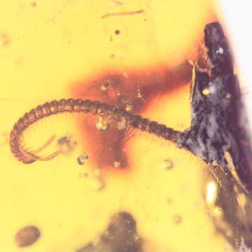 Rare Millipede And Ghost Of Gnat Bug In Dominican Amber Rare Millipede And Ghost Of Gnat Bug In Dominican Amber