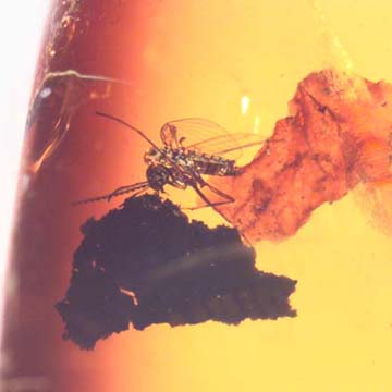 Rare Moth Fly Clinging On Botanical In Dominican Amber Rare Moth Fly Clinging On Botanical In Dominican Amber