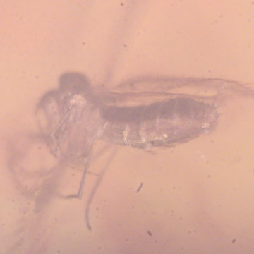 Rare Moth Fly With One Egg In Dominican Amber Rare Moth Fly With One Egg In Dominican Amber
