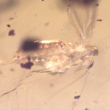 Rare Moth Fly With One Egg In Dominican Amber Rare Moth Fly With One Egg In Dominican Amber