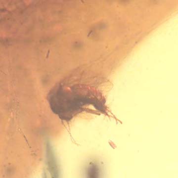 Rare Moth Fly With Two Eggs In Dominican Amber