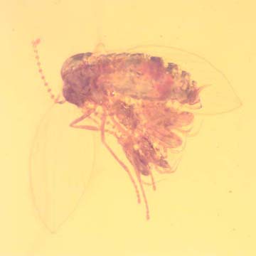 Rare Moth Fly With Five Mites Clinging On It In Dominican Amber Rare Moth Fly With Five Mites Clinging On It In Dominican Amber