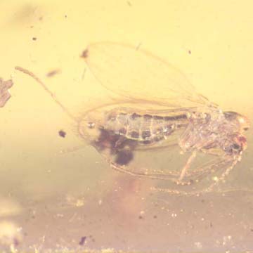 Rare Moth Fly With Six Eggs And Worker Ant In Dominican Amber Rare Moth Fly With Six Eggs And Worker Ant In Dominican Amber