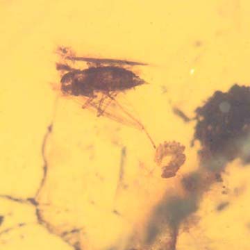Rare Moth Fly With Bunch Of Egg In Dominican Amber Rare Moth Fly With Bunch Of Egg In Dominican Amber