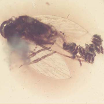 Rare Moth Fly With Bunch Of Eggs In Dominican Amber Rare Moth Fly With Bunch Of Eggs In Dominican Amber