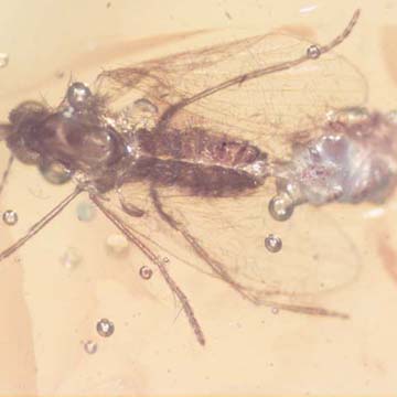 Rare Moth Fly With Bunch Of Eggs In Dominican Amber