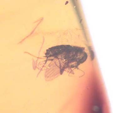 Rare Moth Fly With Bunch Of Eggs In Dominican Amber