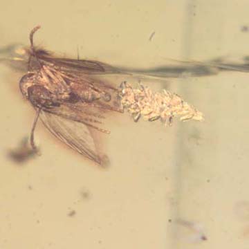 Rare Moth Fly With Bunch Of Eggs In Dominican Amber Rare Moth Fly With Bunch Of Eggs In Dominican Amber