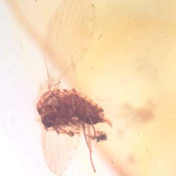 Rare Moth Fly With Bunch Of Eggs In Dominican Amber
