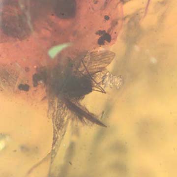 Rare Moth Fly With Bunch Of Eggs In Dominican Amber