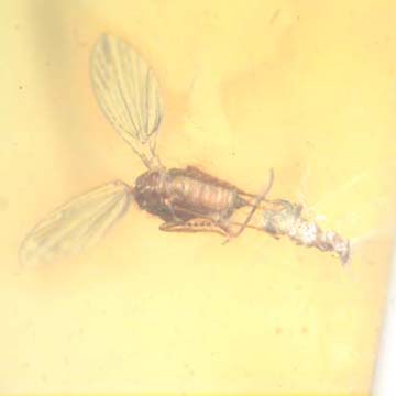 Rare Moth Fly With Bunch Of Eggs In Dominican Amber Rare Moth Fly With Bunch Of Eggs In Dominican Amber
