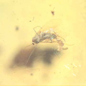 Rare Moth Fly With Eggs In Dominican Amber Rare Moth Fly With Eggs In Dominican Amber