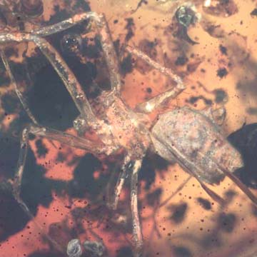Rare Nice Spider, Two Worker Ants Clinging On Spider's Leg, Two Flowers With Nice Stamen And Flower Bud In Dominican Amber