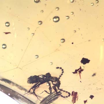 Rare Pedilid Beetle In Web In Dominican Amber Rare Pedilid Beetle In Web In Dominican Amber