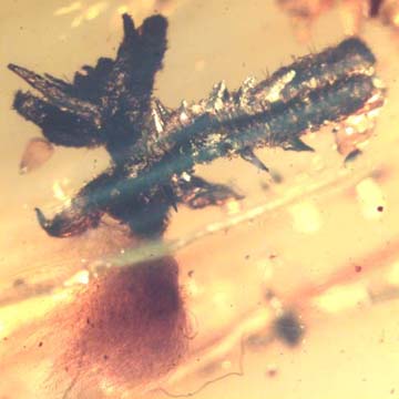 Rare Plant With Thorns And Worker Ant In Dominican Amber.