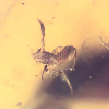 Rare Pseudoscorpion, Spider And Planthpper In Dominican Amber Rare Pseudoscorpion, Spider And Planthpper In Dominican Amber