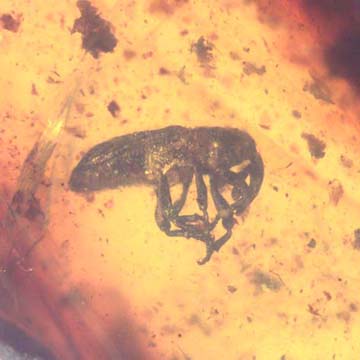 Rare Queen Ant Biting Mealy Bug In Dominican Amber Rare Queen Ant Biting Mealy Bug In Dominican Amber