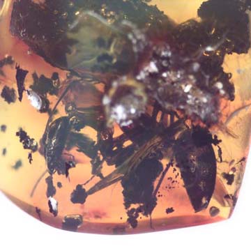Rare Queen Ant With Something On Its Mouth In Dominican Amber Rare Queen Ant With Something On Its Mouth In Dominican Amber