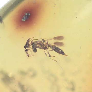 Rare Scelionid Wasp With Gall Midge On Its Head In Dominican Amber. Rare Scelionid Wasp With Gall Midge On Its Head In Dominican Amber.