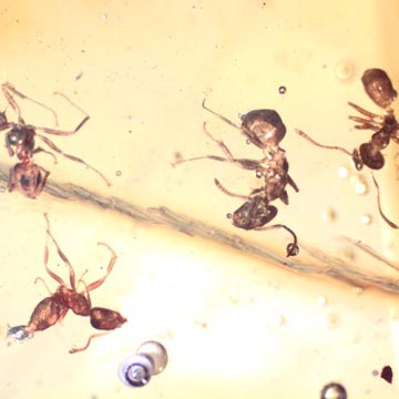 Rare Small Swarm Of Worker Ant In Dominican Amber Rare Small Swarm Of Worker Ant In Dominican Amber