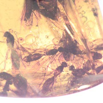 Rare Soldier Termite In Dominican Amber.