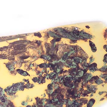 Rare Soldier Termite In Dominican Amber Rare Soldier Termite In Dominican Amber