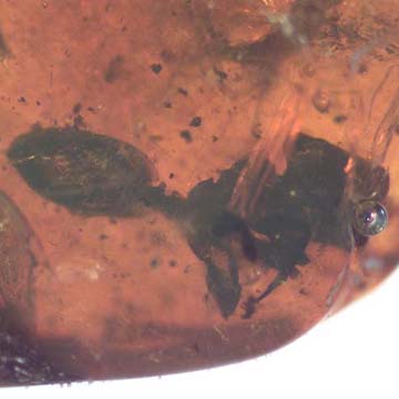 Rare Square Headed Ant In Dominican Amber Rare Square Headed Ant In Dominican Amber