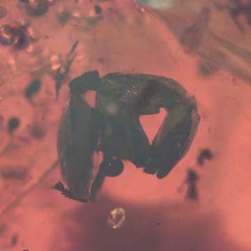 Rare Square Headed Ant In Dominican Amber Rare Square Headed Ant In Dominican Amber