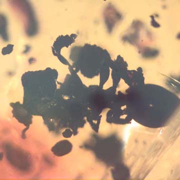 Rare Square Headed Ant In Dominican Amber Rare Square Headed Ant In Dominican Amber