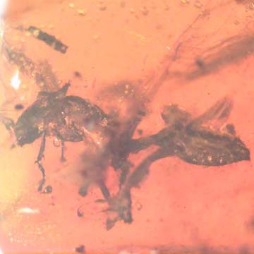 Rare Square Headed Ant In Dominican Amber Rare Square Headed Ant In Dominican Amber