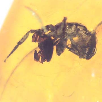 Rare Square Headed Ant In Dominican Amber Rare Square Headed Ant In Dominican Amber
