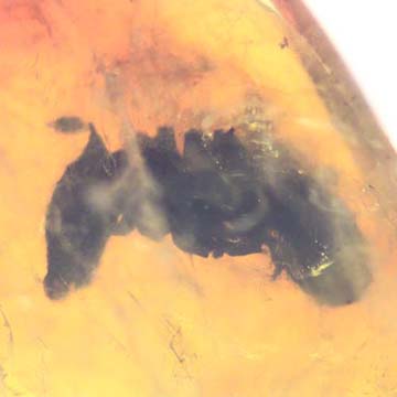 Rare Square Headed Ant In Dominican Amber