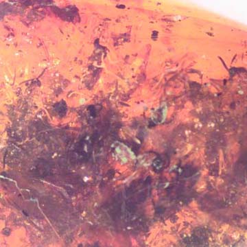 Rare Swarm Of Black Scavenger Flies In Dominican Amber Rare Swarm Of Black Scavenger Flies In Dominican Amber