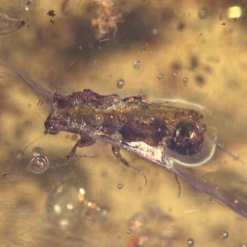 Rare Swarm Of Bark Beetles In Dominican Amber