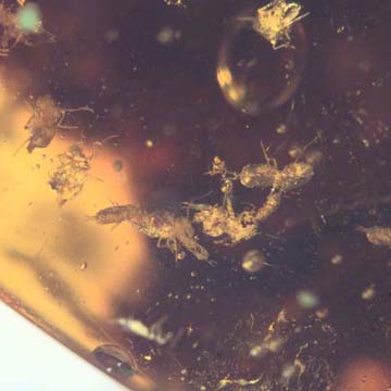 Common Swarm Of Elongate Springtail In Dominican Amber Common Swarm Of Elongate Springtail In Dominican Amber