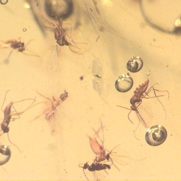 Rare Swarm Of Gall Midges And Four Eggs In Dominican Amber. Rare Swarm Of Gall Midges And Four Eggs In Dominican Amber.