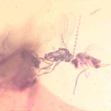 Rare Swarm Of Gall Midges And Moth Fly In Dominican Amber. Rare Swarm Of Gall Midges And Moth Fly In Dominican Amber.