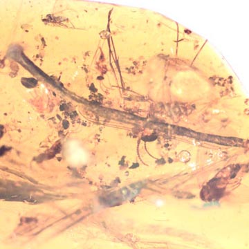 Rare Swarm Of Gall Midges, Mold, Moth Fly And Fungus Gnat In Dominican Amber Rare Swarm Of Gall Midges, Mold, Moth Fly And Fungus Gnat In Dominican Amber