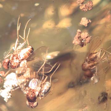 Rare Swarm Of Long Legged Fly In Dominican Amber Rare Swarm Of Long Legged Fly In Dominican Amber