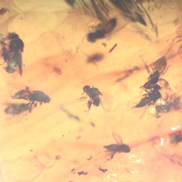 Rare Swarm Of Long Legged Fly In Dominican Amber Rare Swarm Of Long Legged Fly In Dominican Amber