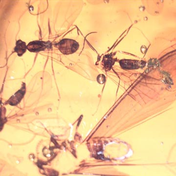 Rare Swarm Of Male Ants In Dominican Amber Rare Swarm Of Male Ants In Dominican Amber
