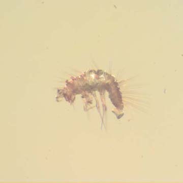 Rare Swarm Of Male Ants In Dominican Amber