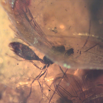 Rare Swarm Of Male Ants In Dominican Amber