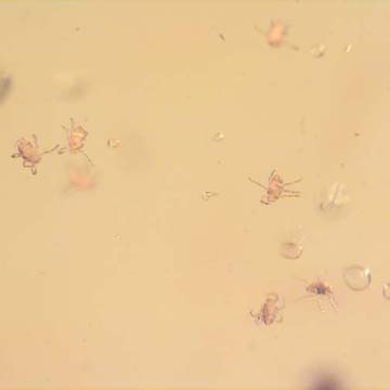 Rare Swarm Of Mite In Dominican Amber. Rare Swarm Of Mite In Dominican Amber.