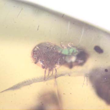 Rare Swarm Of Mite In Dominican Amber Rare Swarm Of Mite In Dominican Amber