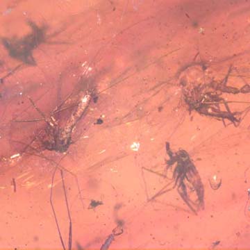 Rare Swarm Of Sand Flies In Dominican Amber Rare Swarm Of Sand Flies In Dominican Amber